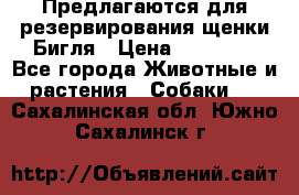 Предлагаются для резервирования щенки Бигля › Цена ­ 40 000 - Все города Животные и растения » Собаки   . Сахалинская обл.,Южно-Сахалинск г.